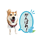 柴犬あんずの日常（個別スタンプ：28）