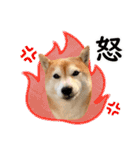 柴犬あんずの日常（個別スタンプ：29）