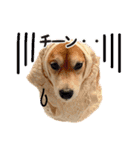 柴犬あんずの日常（個別スタンプ：30）