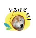 柴犬あんずの日常（個別スタンプ：31）