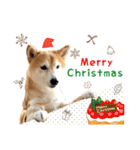 柴犬あんずの日常（個別スタンプ：32）