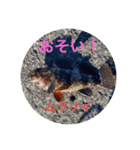 お魚祭り！！（個別スタンプ：2）