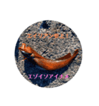 お魚祭り！！（個別スタンプ：5）