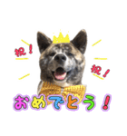 虎毛秋田犬 秋馬とお菊（個別スタンプ：1）