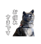 虎毛秋田犬 秋馬とお菊（個別スタンプ：2）