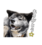 虎毛秋田犬 秋馬とお菊（個別スタンプ：3）