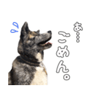 虎毛秋田犬 秋馬とお菊（個別スタンプ：4）