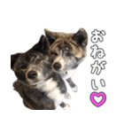 虎毛秋田犬 秋馬とお菊（個別スタンプ：5）
