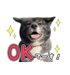 虎毛秋田犬 秋馬とお菊（個別スタンプ：6）