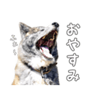 虎毛秋田犬 秋馬とお菊（個別スタンプ：7）