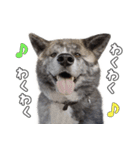 虎毛秋田犬 秋馬とお菊（個別スタンプ：8）
