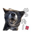虎毛秋田犬 秋馬とお菊（個別スタンプ：9）