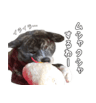 虎毛秋田犬 秋馬とお菊（個別スタンプ：11）