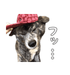 虎毛秋田犬 秋馬とお菊（個別スタンプ：12）