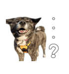 虎毛秋田犬 秋馬とお菊（個別スタンプ：13）