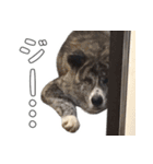 虎毛秋田犬 秋馬とお菊（個別スタンプ：14）