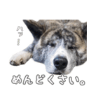 虎毛秋田犬 秋馬とお菊（個別スタンプ：15）