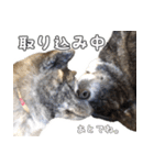 虎毛秋田犬 秋馬とお菊（個別スタンプ：16）