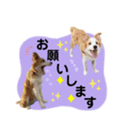 かんな＆Buddy（個別スタンプ：4）