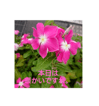 本日の挨拶（個別スタンプ：4）