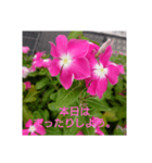 本日の挨拶（個別スタンプ：5）