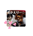 これでもパピヨン☆陸＆毬パート4（個別スタンプ：3）