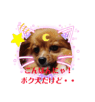 これでもパピヨン☆陸＆毬パート4（個別スタンプ：4）