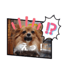 これでもパピヨン☆陸＆毬パート4（個別スタンプ：11）