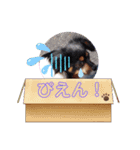 これでもパピヨン☆陸＆毬パート4（個別スタンプ：12）