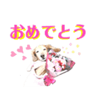 lovelyダックスフンド・アンの日常Part6（個別スタンプ：16）