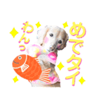 lovelyダックスフンド・アンの日常Part6（個別スタンプ：21）