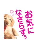 lovelyダックスフンド・アンの日常Part6（個別スタンプ：23）