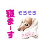 lovelyダックスフンド・アンの日常Part6（個別スタンプ：28）