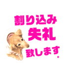 lovelyダックスフンド・アンの日常Part6（個別スタンプ：31）