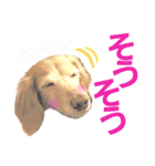 lovelyダックスフンド・アンの日常Part6（個別スタンプ：33）