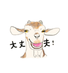 トカラヤギの沢田さん（個別スタンプ：14）