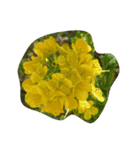 spring flower basket（個別スタンプ：3）