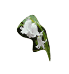 spring flower basket（個別スタンプ：4）