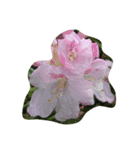 spring flower basket（個別スタンプ：7）