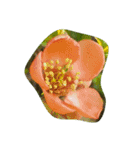 spring flower basket（個別スタンプ：12）