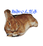 アホうさぎハンナ（個別スタンプ：7）