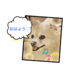 かわいい♡犬と猫♡（個別スタンプ：1）