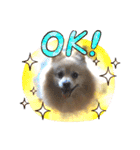 かわいい♡犬と猫♡（個別スタンプ：3）