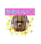 かわいい♡犬と猫♡（個別スタンプ：4）