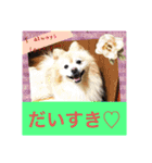 かわいい♡犬と猫♡（個別スタンプ：5）