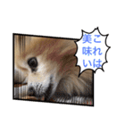 かわいい♡犬と猫♡（個別スタンプ：7）