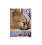 かわいい♡犬と猫♡（個別スタンプ：8）