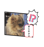 かわいい♡犬と猫♡（個別スタンプ：14）