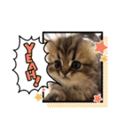 かわいい♡犬と猫♡（個別スタンプ：15）