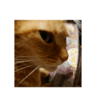 猫の思ってること（個別スタンプ：2）